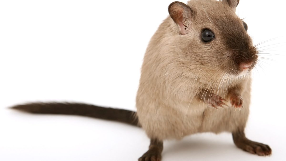 Infestations de rats et de souris, comment réagir ?