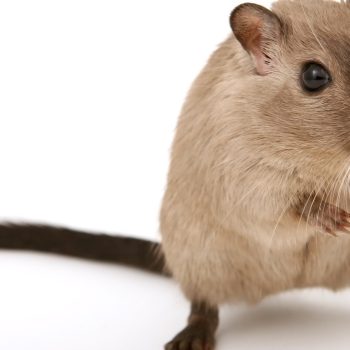 Infestations de rats et de souris, comment réagir ?