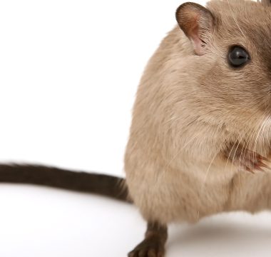 Infestations de rats et de souris, comment réagir ?
